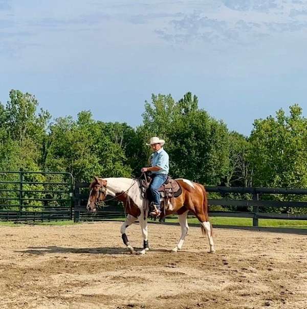 tobiano-gelding-for-sale