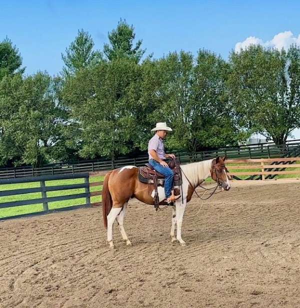 apha-gelding