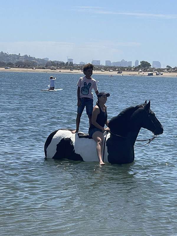 tobiano-rodeo-pickup-pony