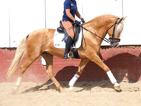 basic-dressage-stallion