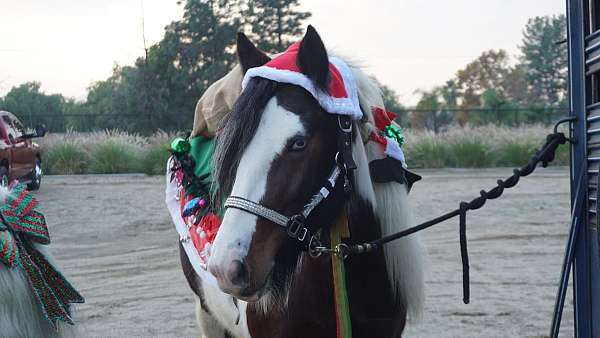 tri-color-bay-with-black-points-blue-eyes-horse