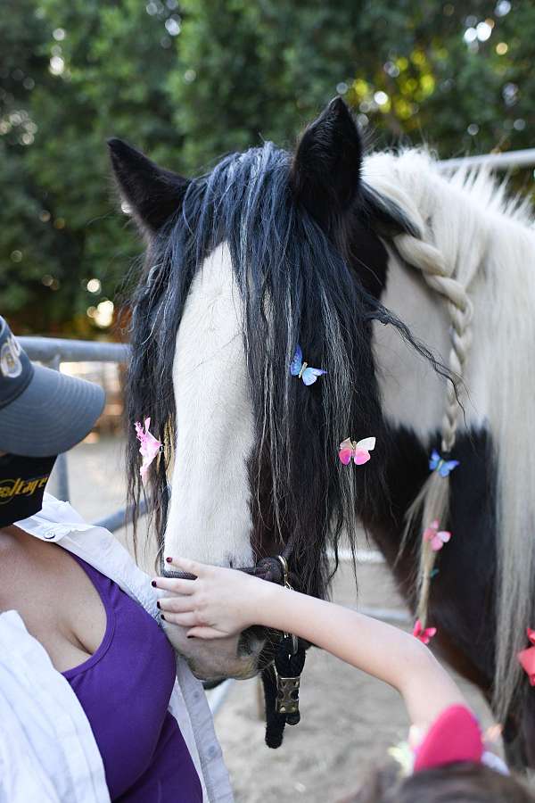 tobiano-tri-color-bay-with-black-points-blue-eyes-horse