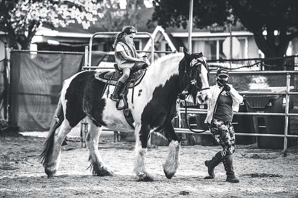 blue-eyed-gypsy-vanner-horse