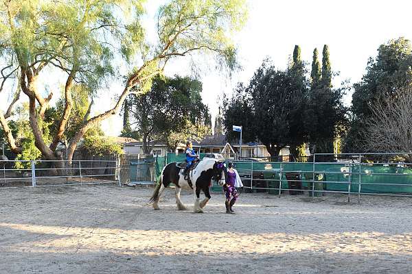 tri-color-gypsy-vanner-horse