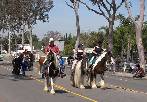 gypsy-vanner-horse