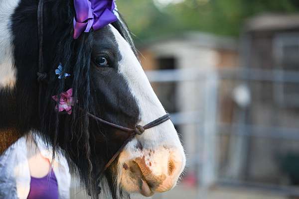 all-around-gypsy-vanner-horse