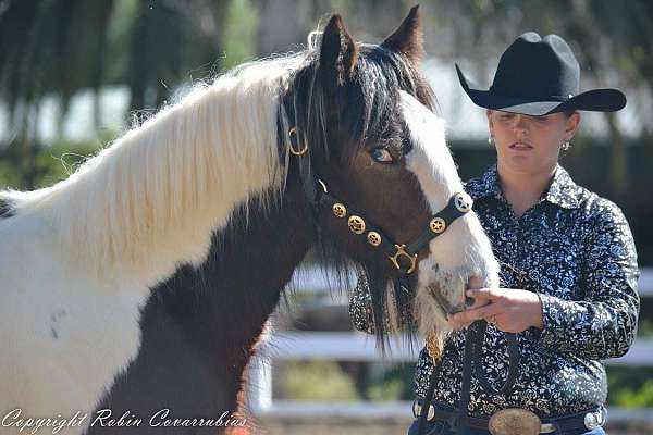 athletic-gypsy-vanner-horse