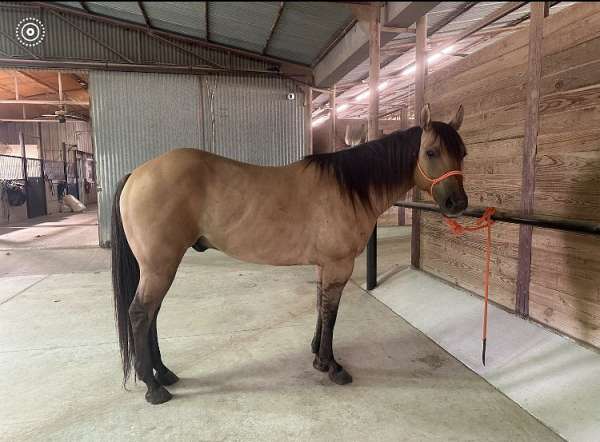 quarter-horse-gelding