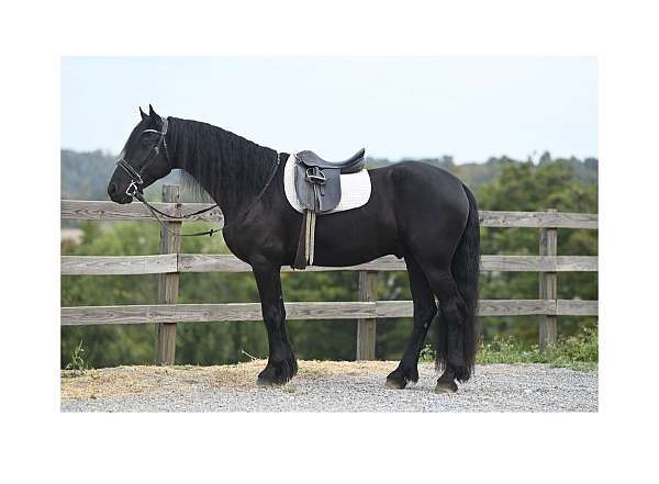 beginner-friesian-horse