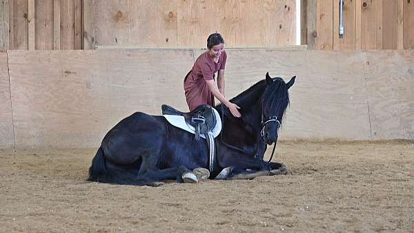 equitation-friesian-horse