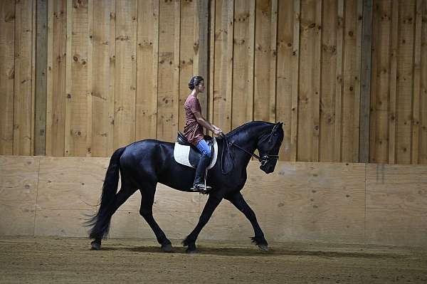 dressage-friesian-horse