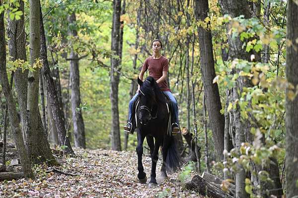 field-hunter-friesian-horse