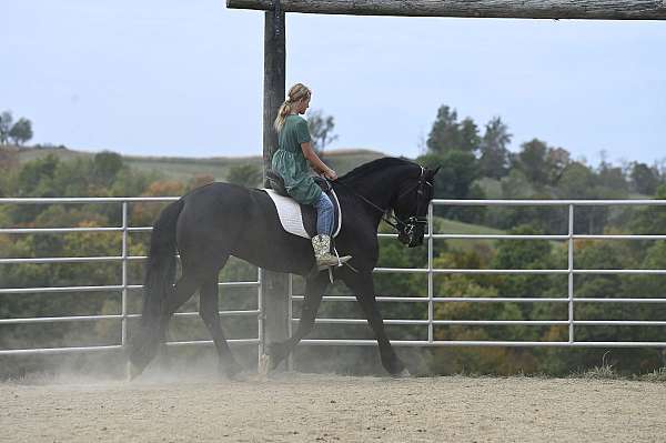 jumping-friesian-horse