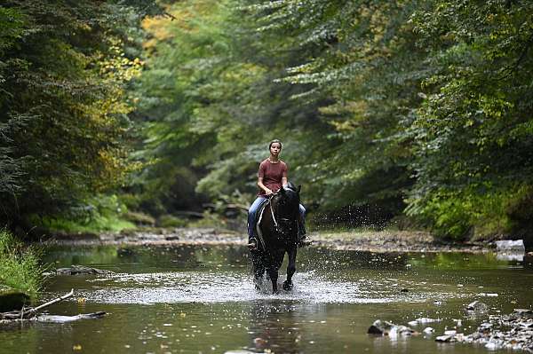 husband-safe-friesian-horse