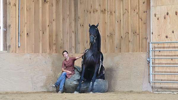 kid-safe-friesian-horse