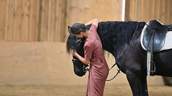 lesson-friesian-horse