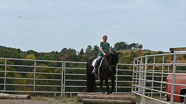 trail-riding-friesian-horse