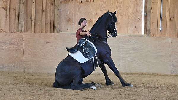 western-dressage-friesian-horse