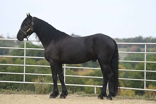 working-equitation-friesian-horse