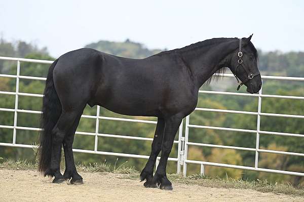 youth-friesian-horse