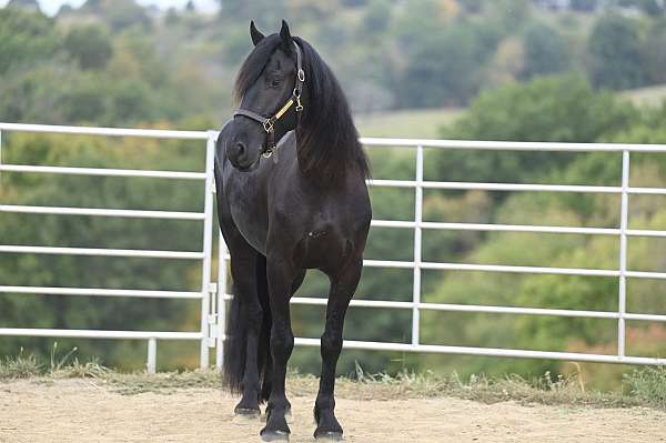 black-friesian-gelding