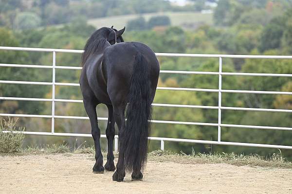 black-dressage-horse