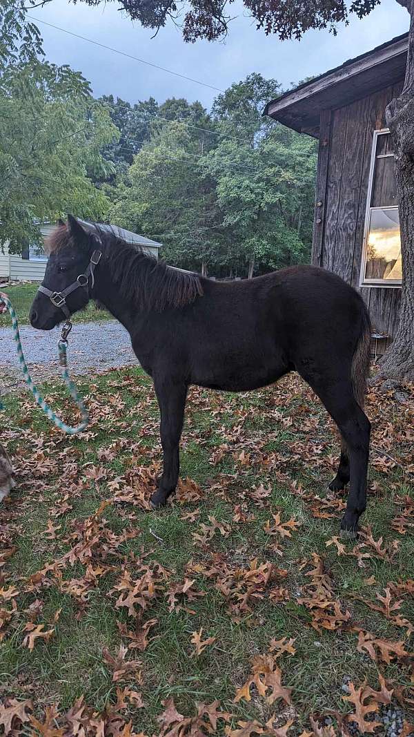 colt-appaloosa-pony