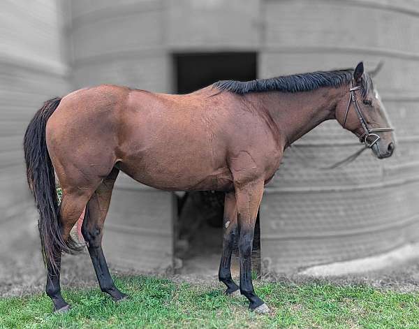 mountain-trail-riding-thoroughbred-horse