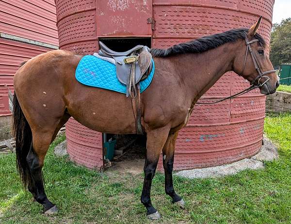 mountain-trail-riding-thoroughbred-horse