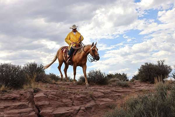 family-friendly-saddle-winner-quarter-horse