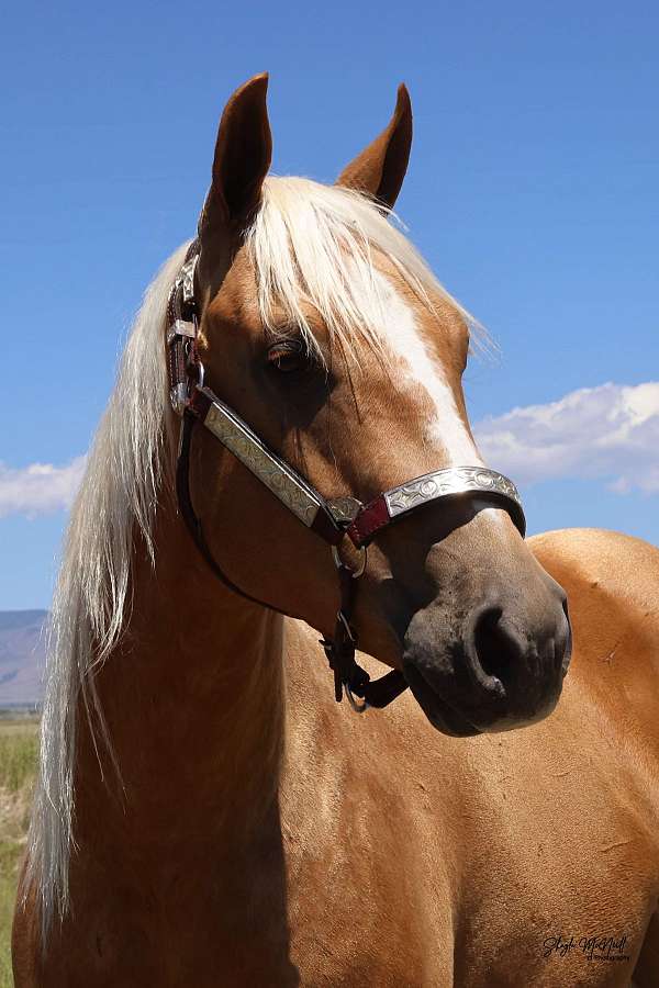 family-friendly-saddle-winner-horse