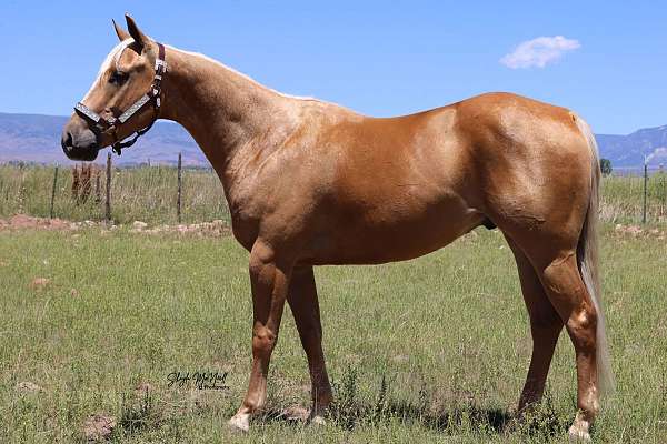 family-friendly-saddle-winner-gelding