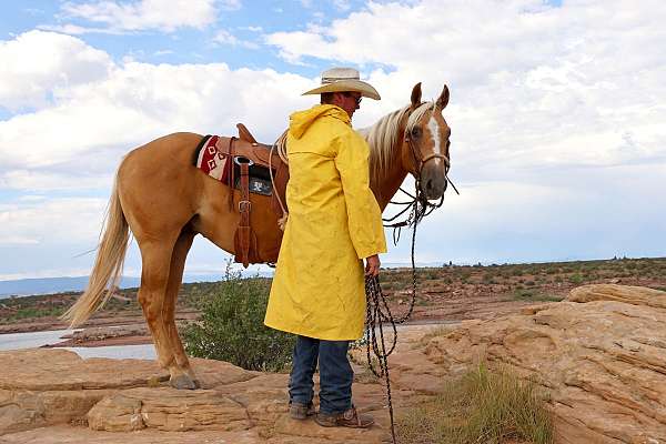 barrel-quarter-horse