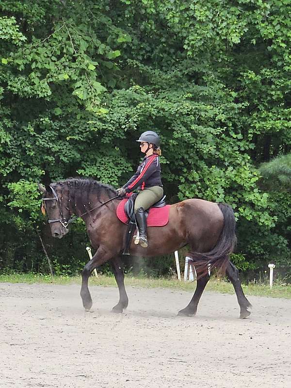 a-hunter-friesian-horse