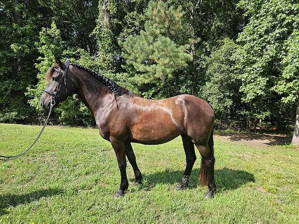 a-hunter-friesian-horse