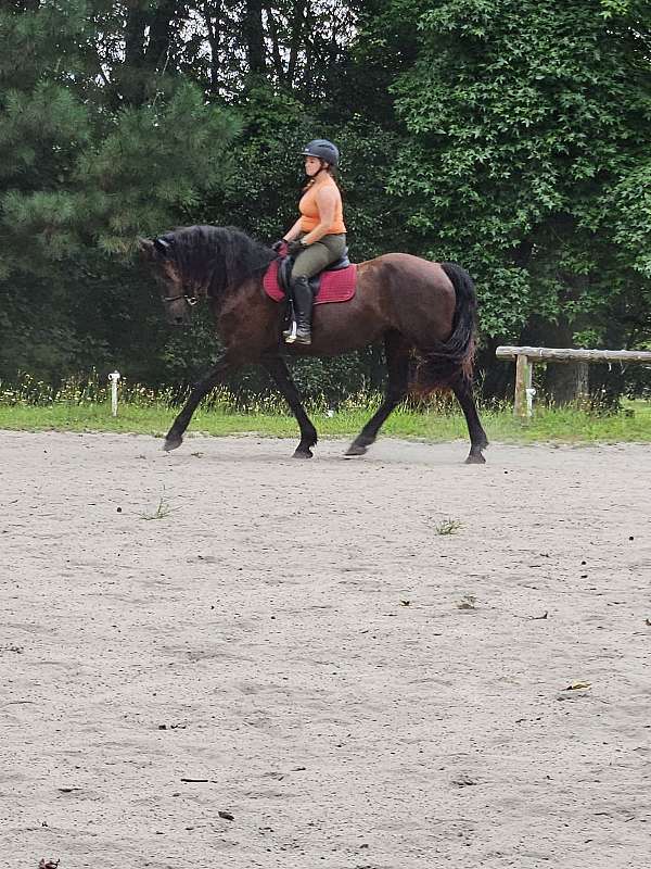 affectionate-friesian-horse