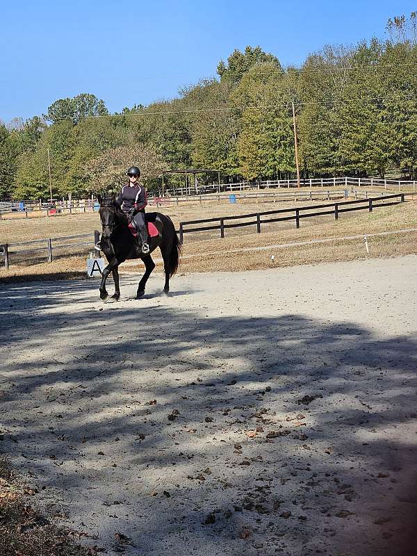 affectionate-friesian-horse