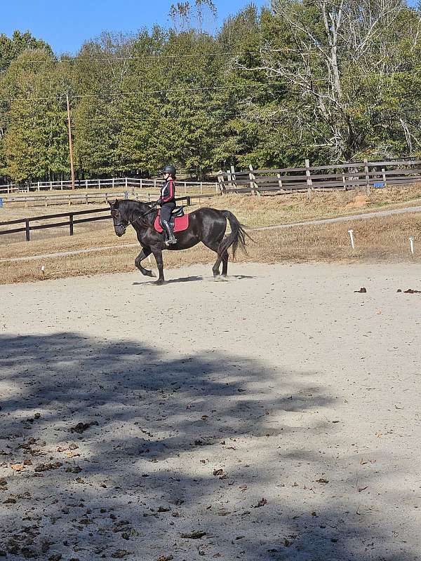 all-friesian-horse