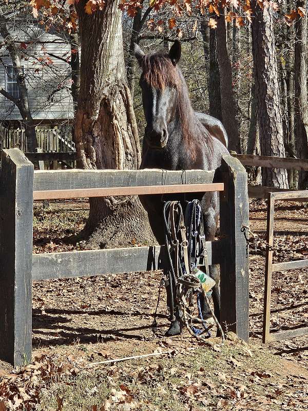 all-around-friesian-horse