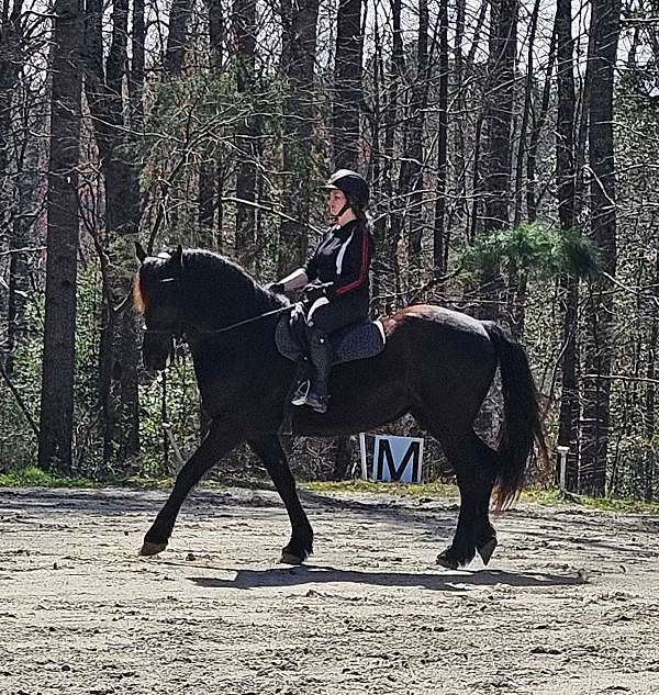 amateur-friesian-horse