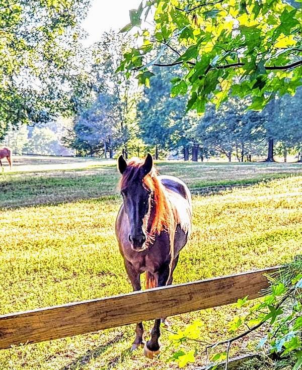 barefoot-friesian-horse