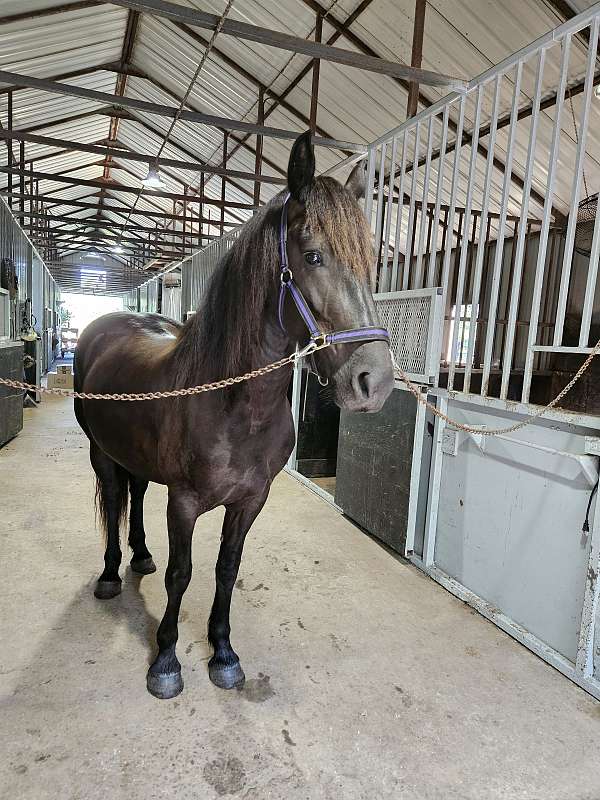 all-around-friesian-horse