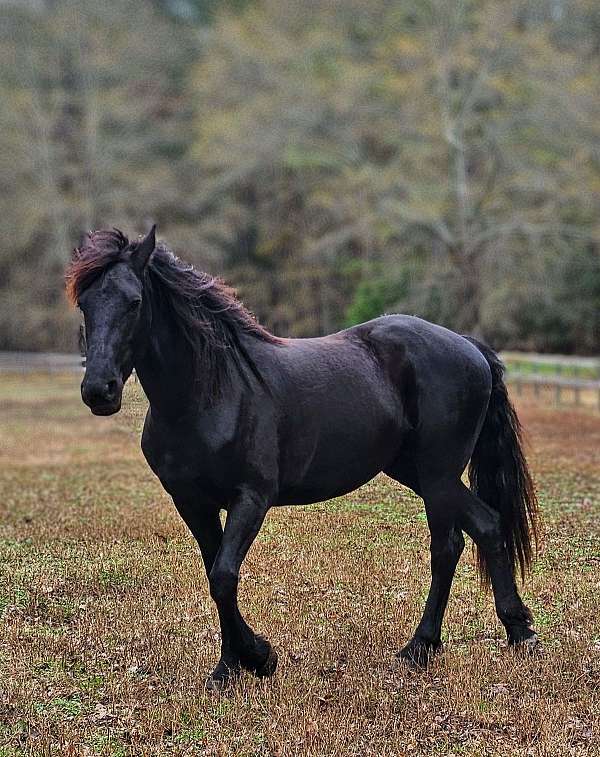 low-level-friesian-horse