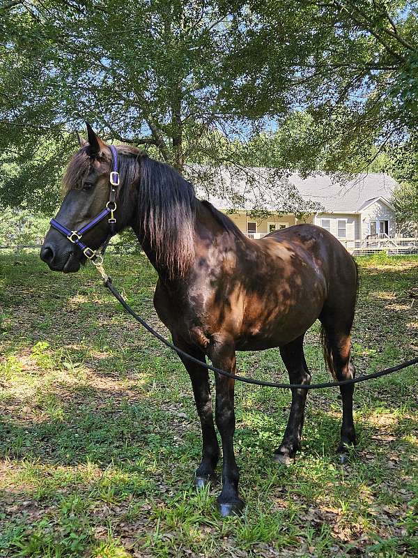 pace-friesian-horse