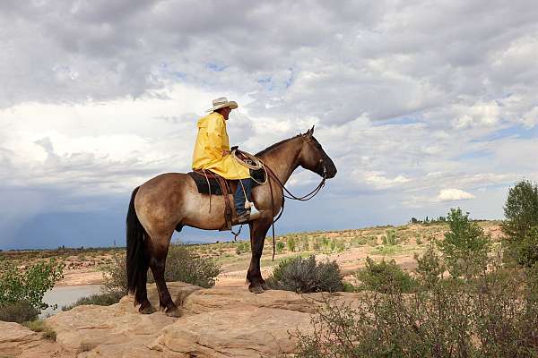 family-friendly-draft-horse