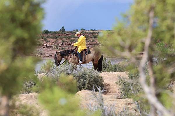 companion-draft-horse