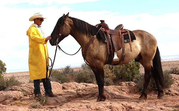 cross-draft-horse