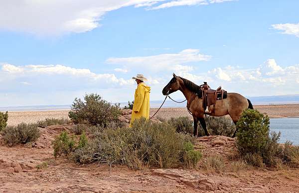 draft-horse