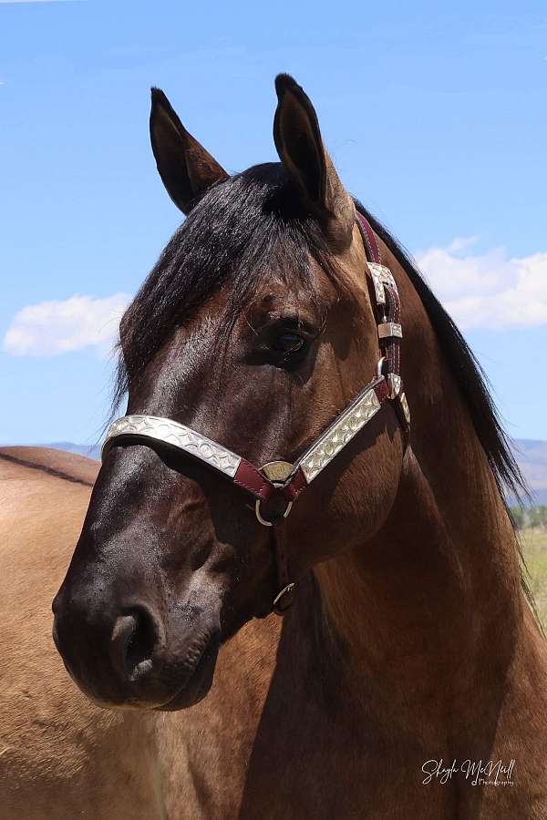 flashy-draft-horse