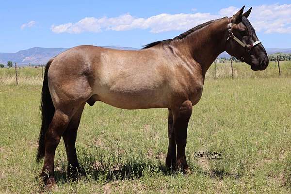 husband-safe-draft-horse